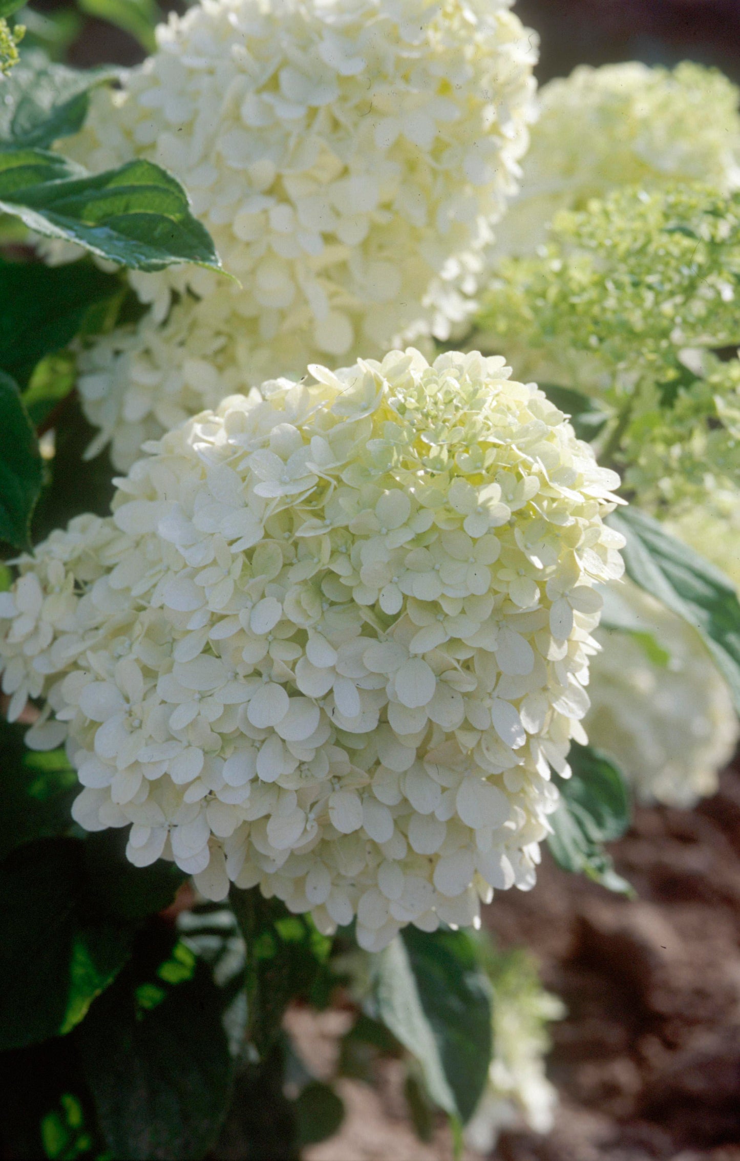 Hydrangea Limelight Top Graft 5G