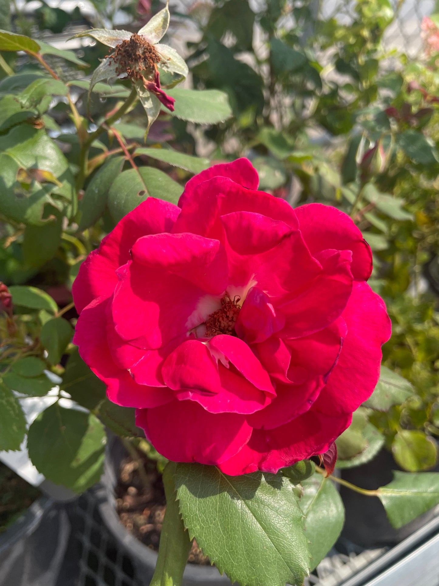 Rose Winnipeg Parks 1G