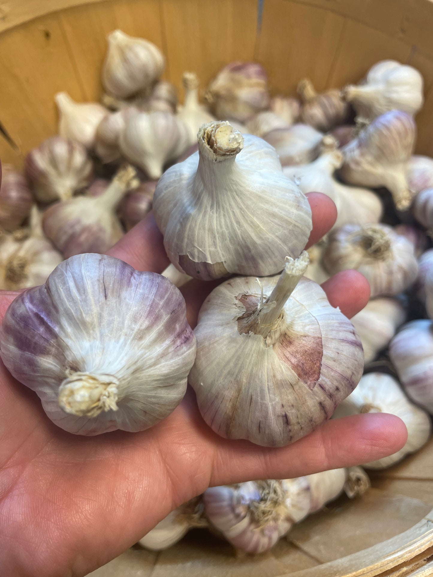 Garlic Russian Red Jumbo Hardneck - 1 Bulb