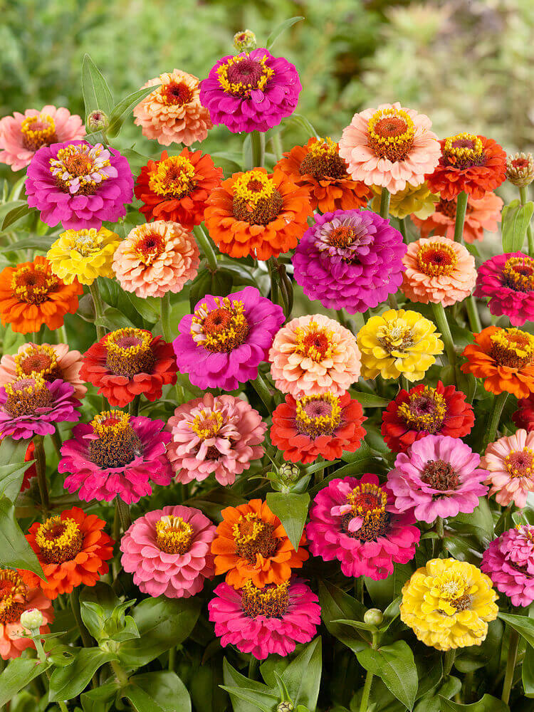 pom pom flower seeds Zinnia Pom Pom/ Lilliput Mixed OSC Seed – Garden Girl