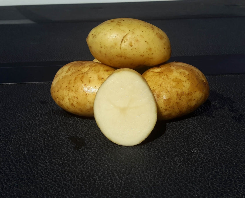 Potato Seed Warba