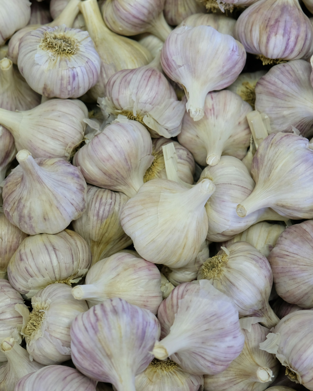 Garlic Russian Red Hardneck - 1 Bulb