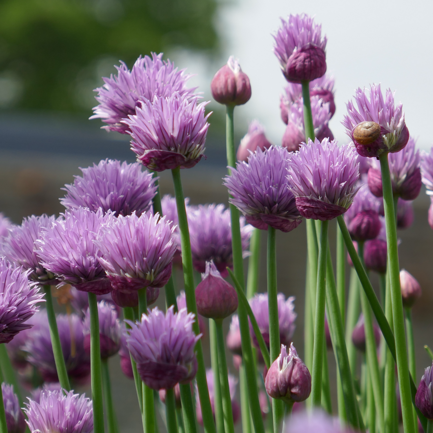 Chives OSC seeds