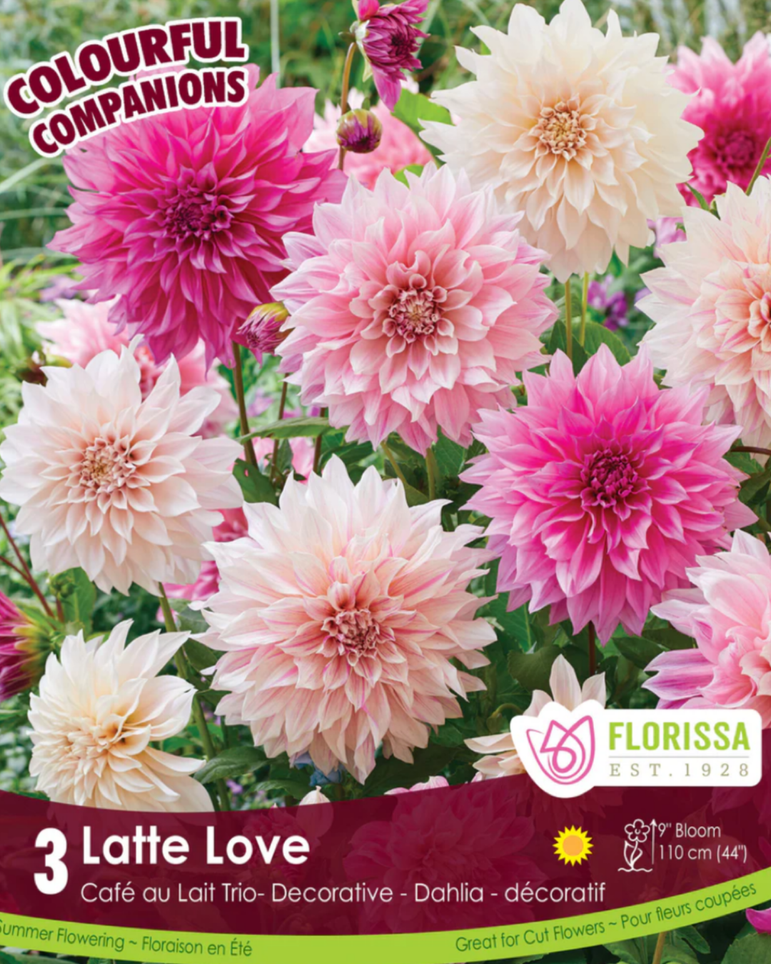 Dahlia Latte Love Colourful Companion Tubers