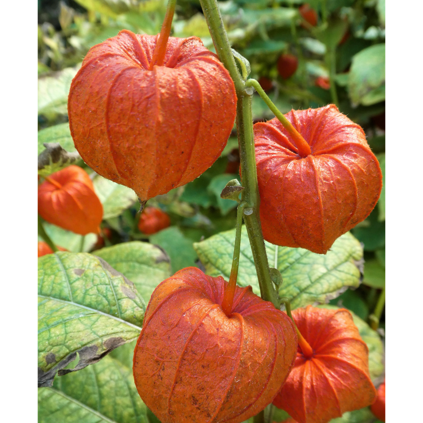 Chinese Lantern OSC Seed