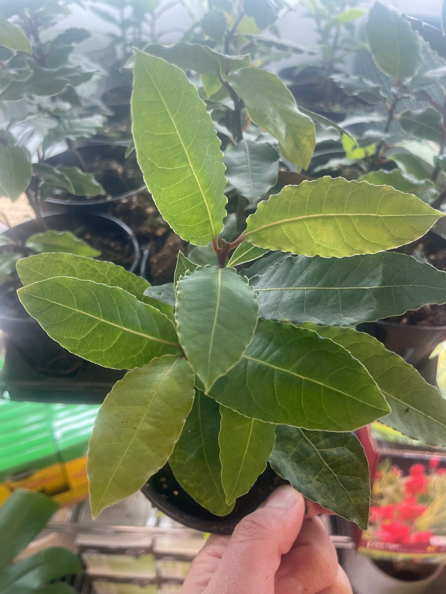 Bay Laurel 4" Pot