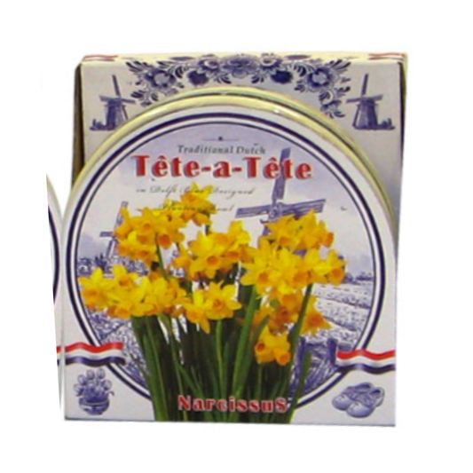 Narcissus Bulb Ceramic Bowl Kit
