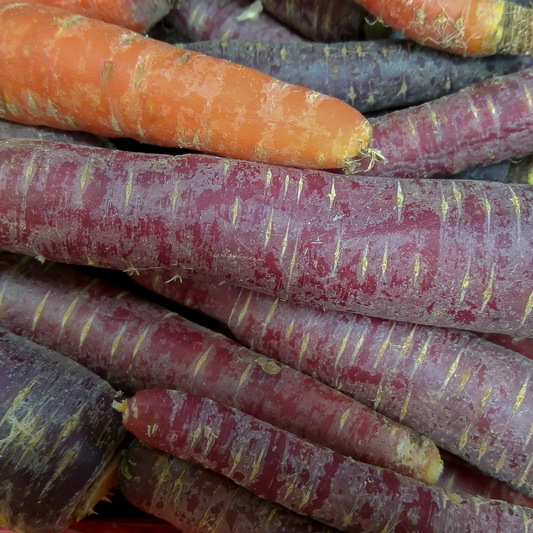 Carrot Cosmic Purple OSC Seed