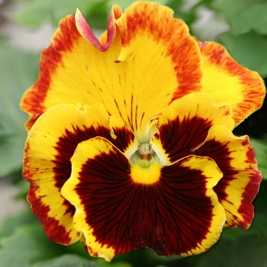 Pansy Super Swiss Giant Mixed OSC Seed