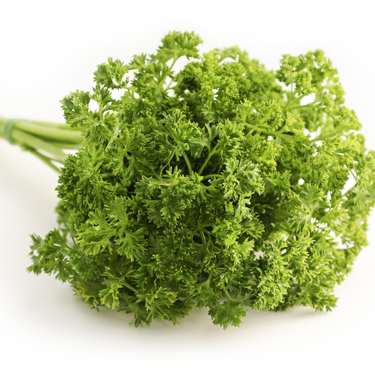 Parsley Forest Green OSC Seed