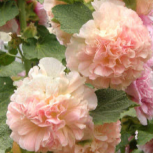 Hollyhock Double Apricot OSC Seed