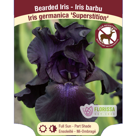 Iris Superstition Bearded - Plant Plug