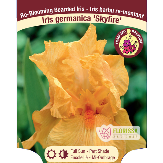 Iris Skyfire Bearded - Plant Plug
