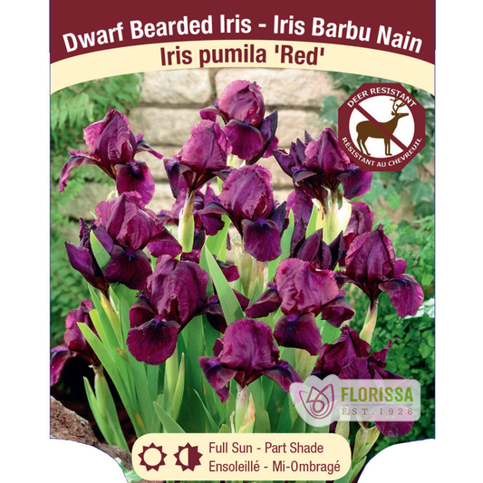 Iris Red Pumila- Plant Plug