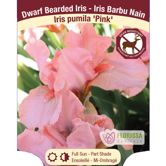 Iris Pink Pumila- Plant Plug