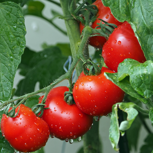 Tomato Seedling Super Fantastic