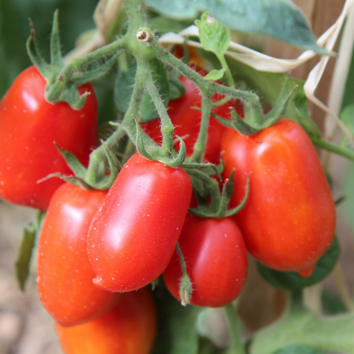 Tomato Seedling La Roma