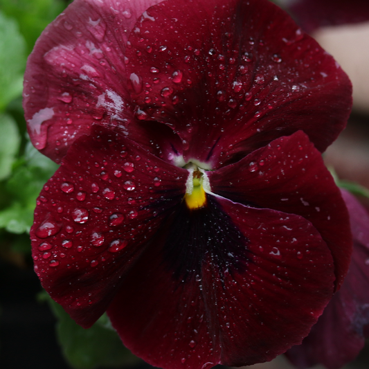 Pansy Scarlet 6 Pack