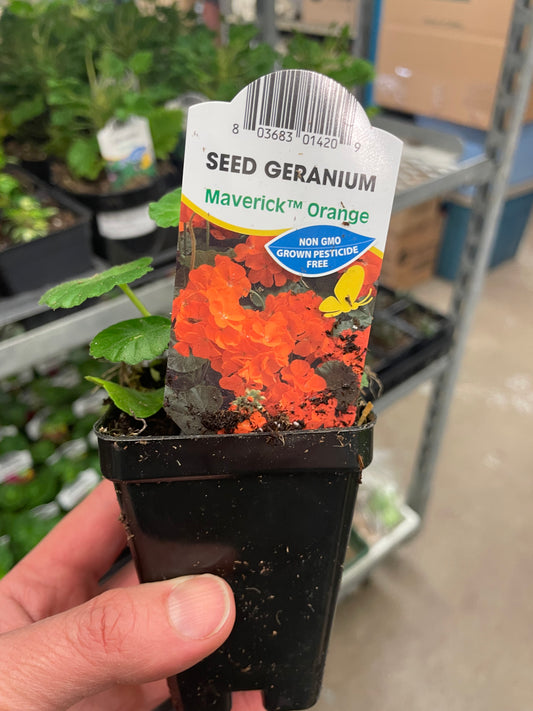 Seed Geranium Orange 2.5" Pot