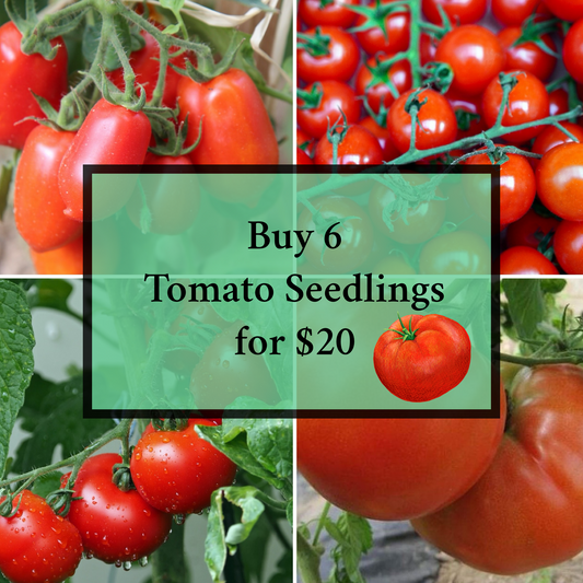 Bundle Tomato Seedlings & Save