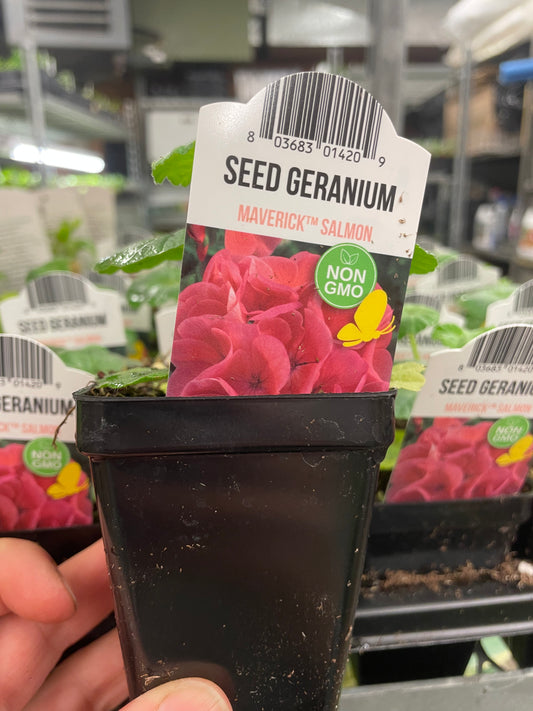 Seed Geranium Salmon 2.5" Pot