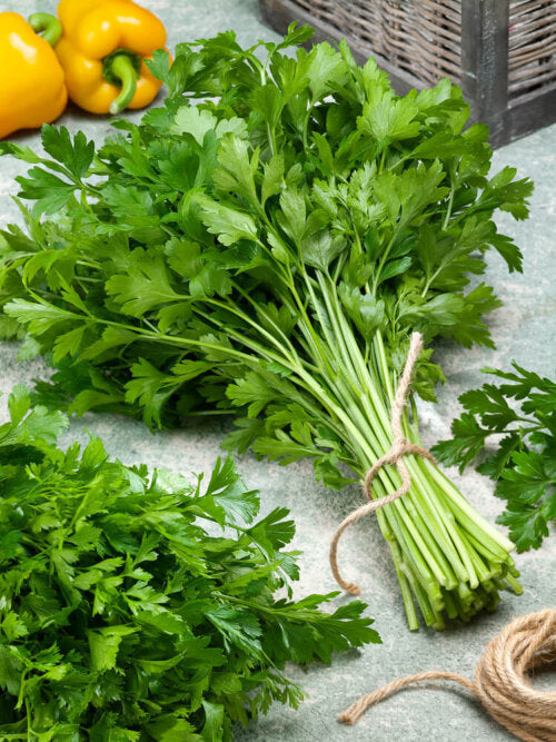 Parsley Plain Leaf Organic OSC Seed