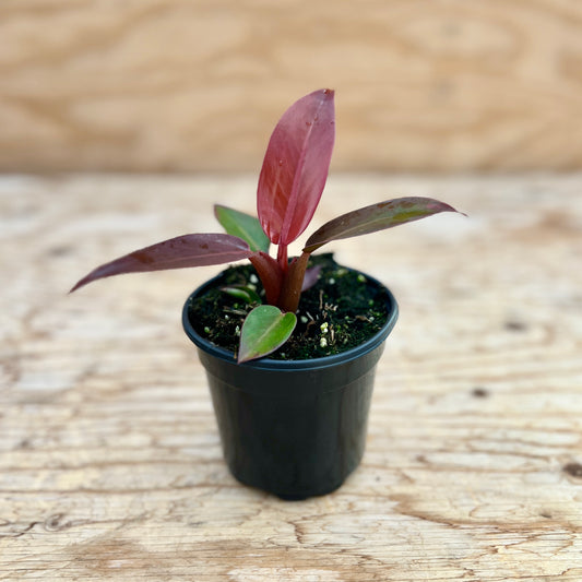 Philodendron Red Sun 4" Pot