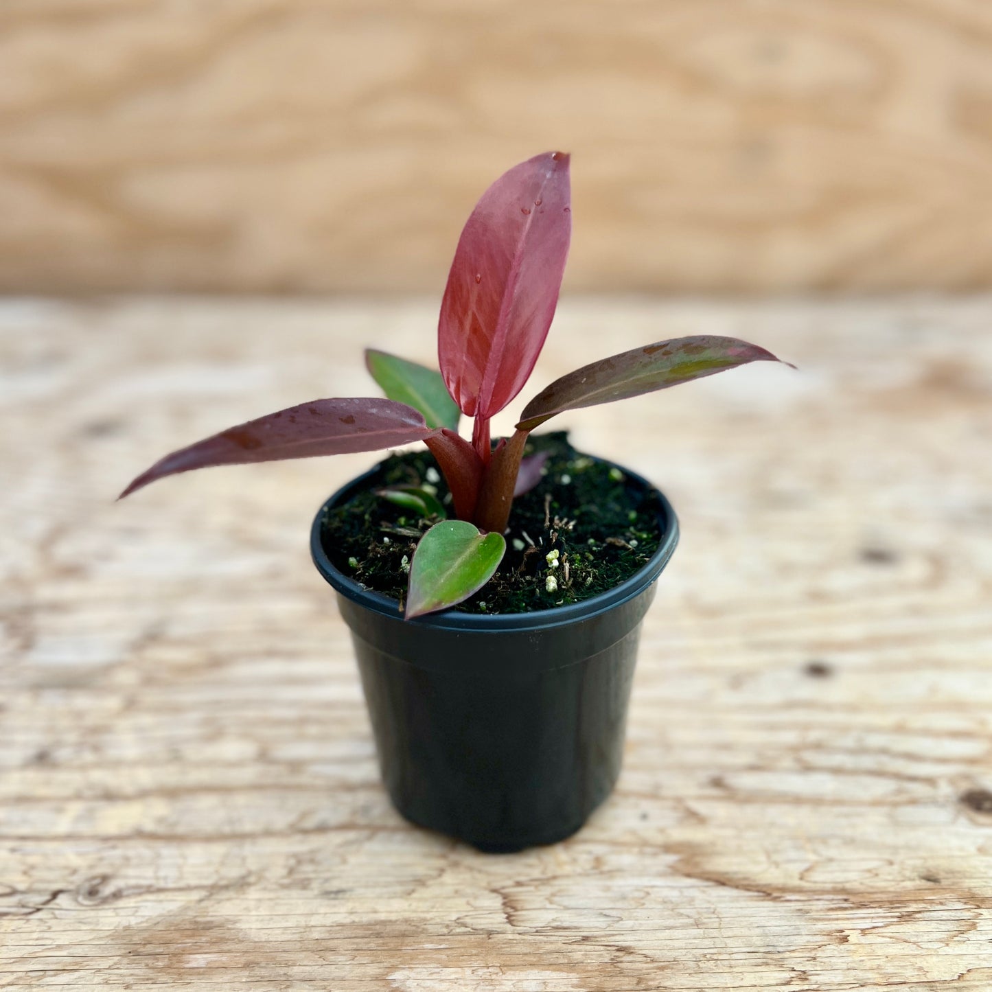 Philodendron Red Sun 4" Pot