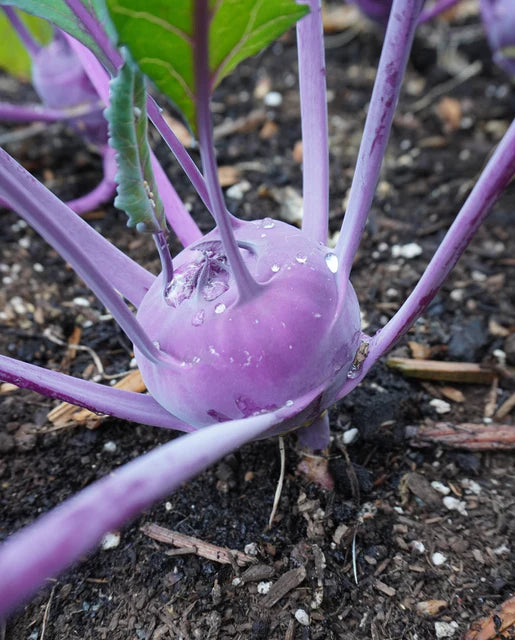 Kohlrabi Azur Star Organic WCS Seeds