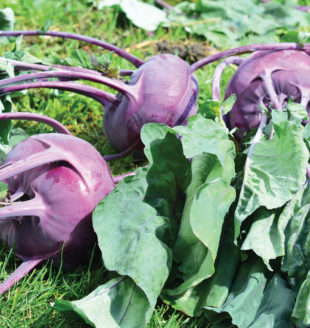 Kohlrabi Purple Vienna WCS Seed