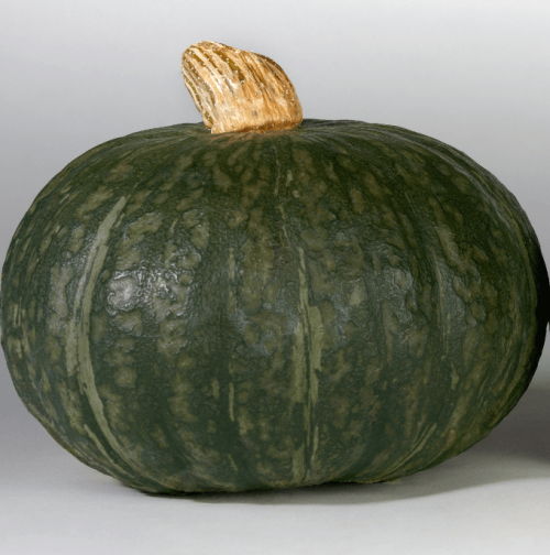 Squash Kabocha OSC Seed