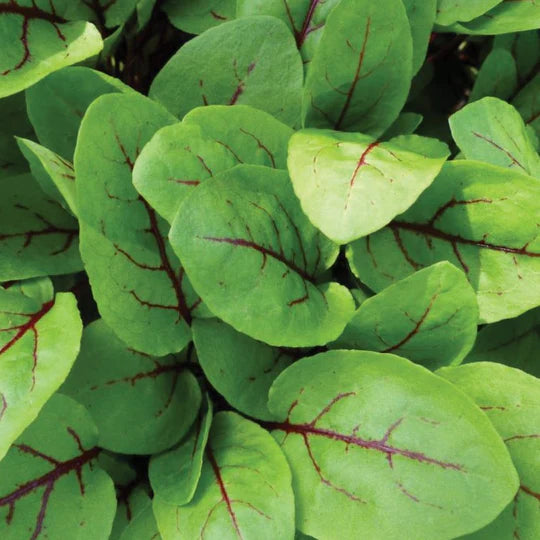 Sorrel Red Veined MIgardener Seed