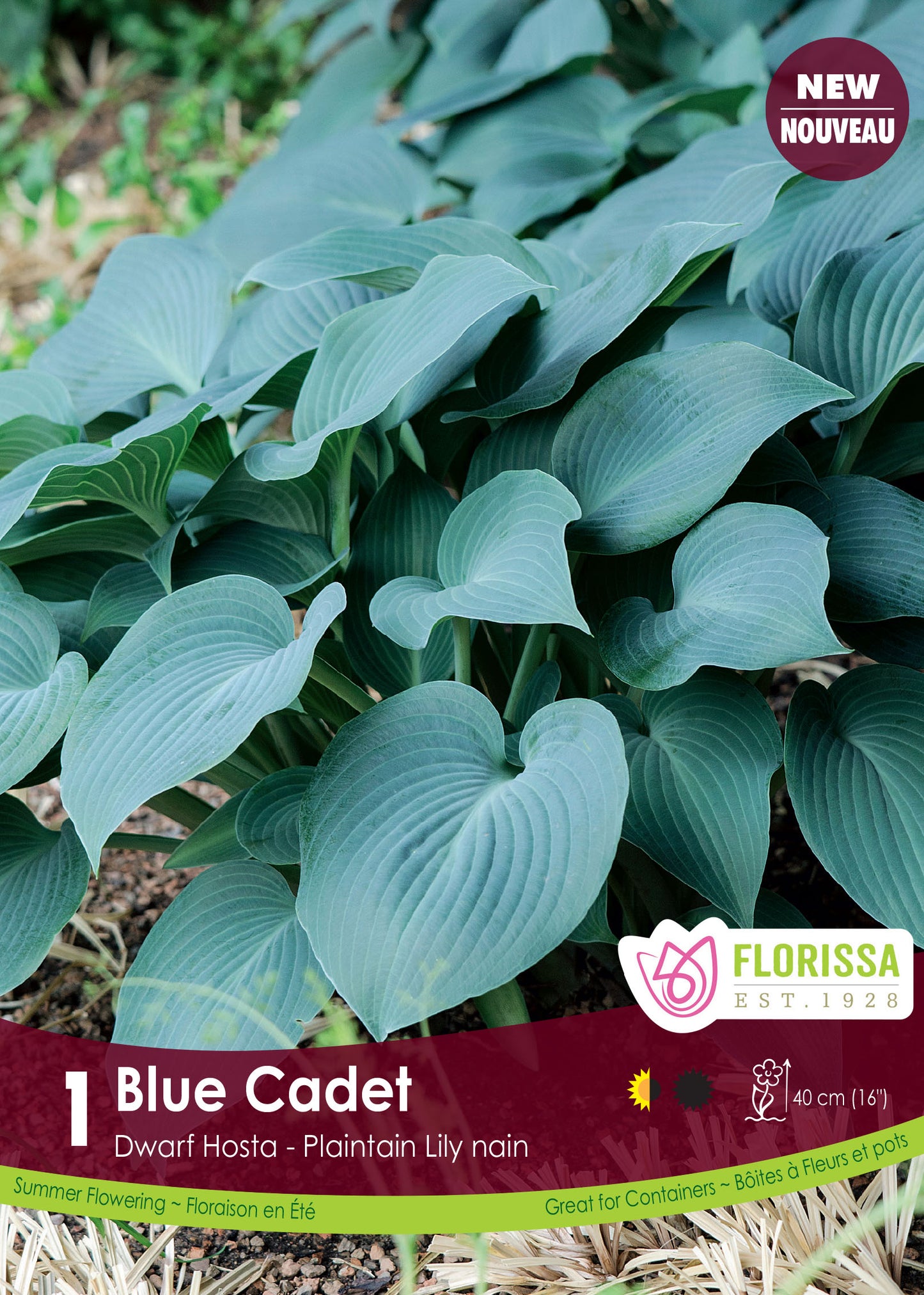 Hosta Blue Cadet 1 Gallon