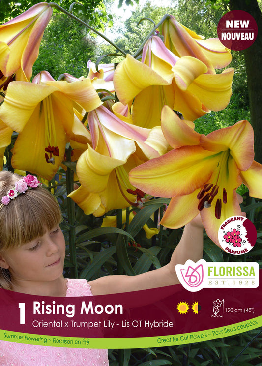Lily Hybrid Rising Moon