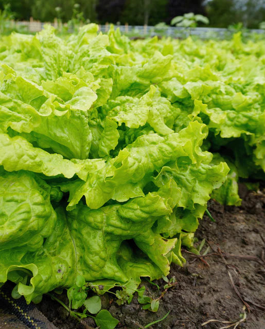 Lettuce Simpson Elite WCS Seed