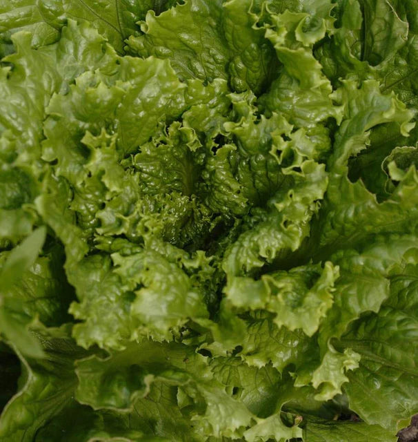 Lettuce Tropicana Pelleted Organic WCS Seed