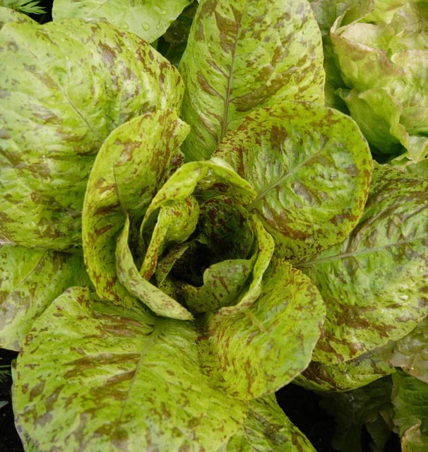 Lettuce Freckles WCS Seed