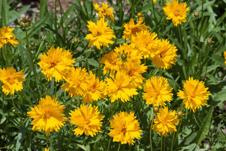 Coreopsis Lance Leaved OSC Seed