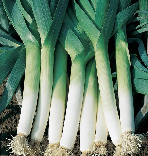 Leeks Swiss Giant Lancia Coated Organic WCS Seed