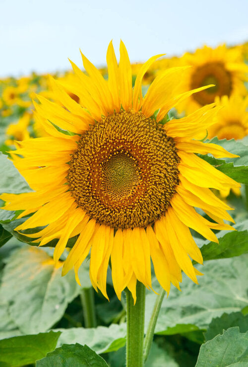 Sunflower Large Grey Striped OSC Seed