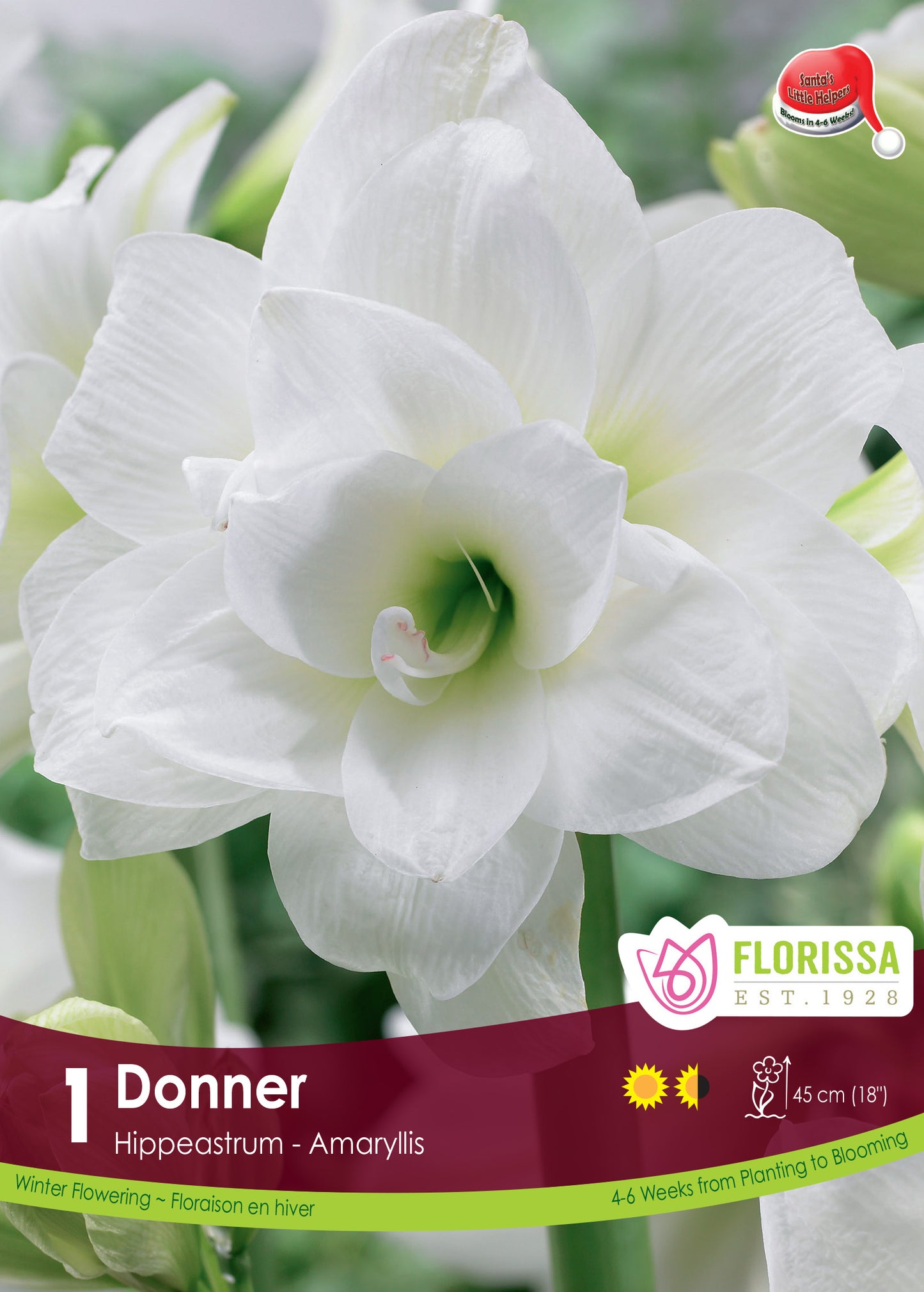Amaryllis Bulb Donner 26cm