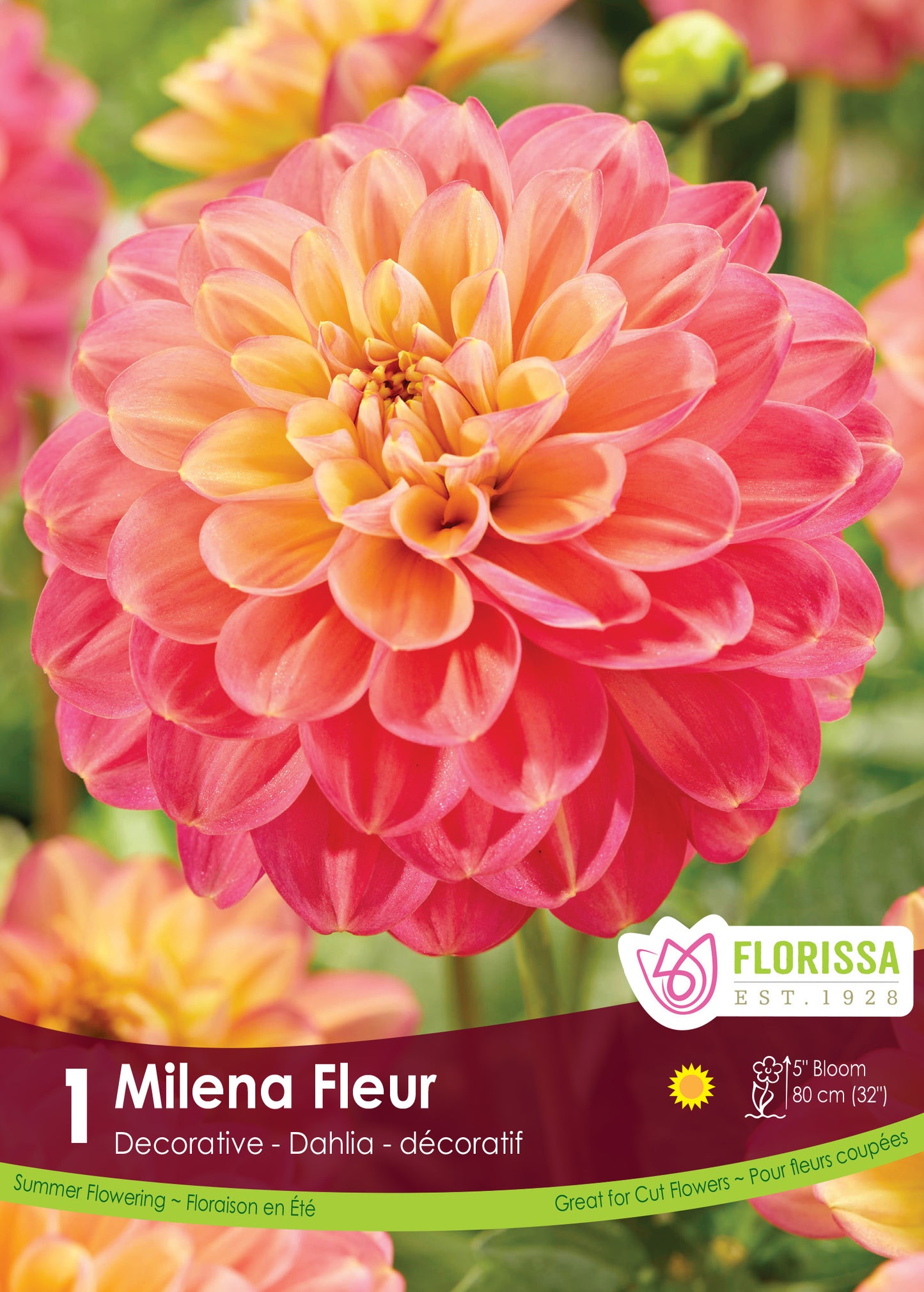 Dahlia Milena Fleur Tuber