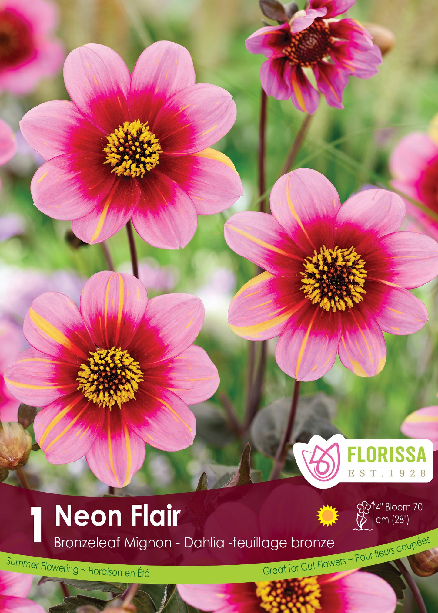 Dahlia Mignon Neon Flair Tuber