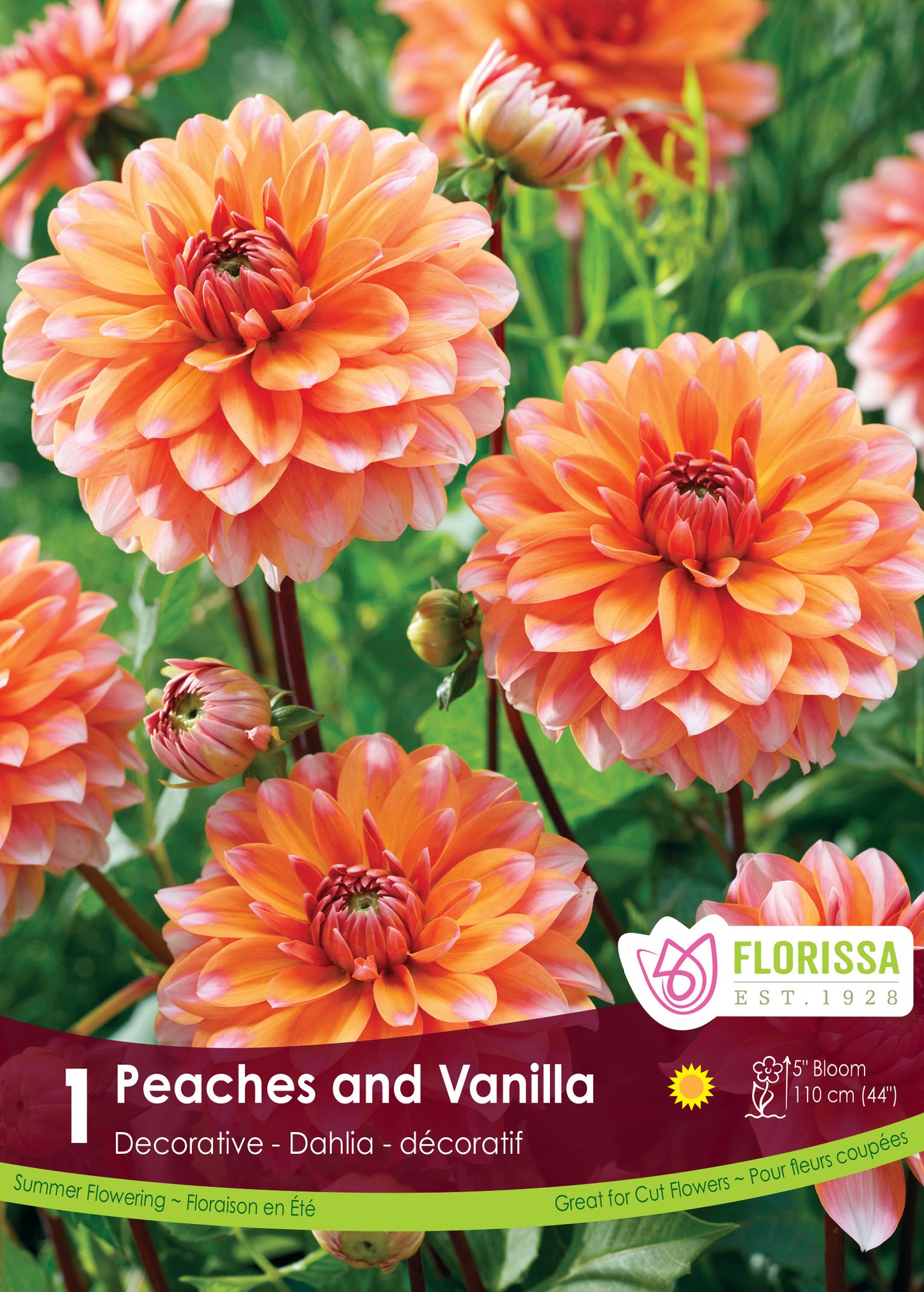 Dahlia Peaches & Vanilla Tuber
