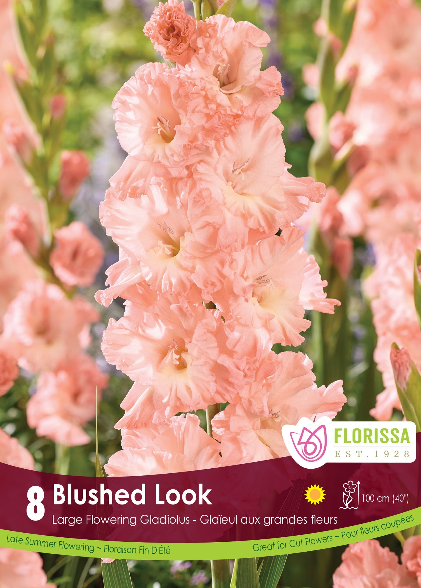 Gladiolus Blushed Look Bulbs