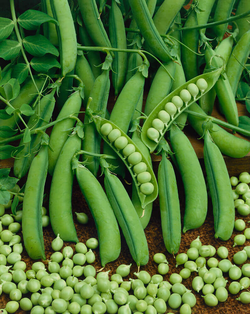 Peas Little Marvel Jumbo Pack OSC Seed