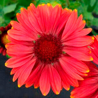Gaillardia Arizona Red Shades OSC Seed