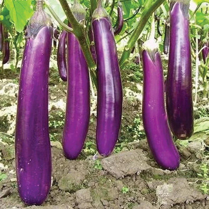 Eggplant Long Purple MIgardener Seed