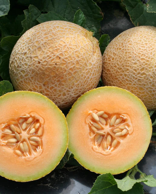 Melons Cantaloupe Tasty Bites WCS Seed
