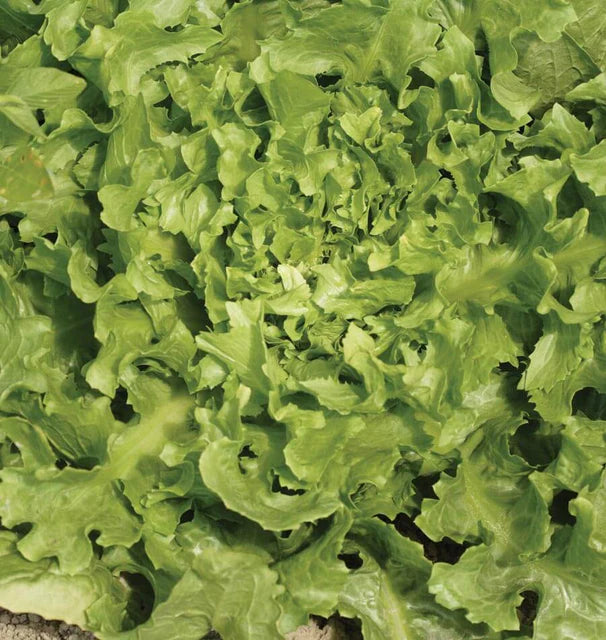 Chicory Broadleaf Escarole WCS Seed